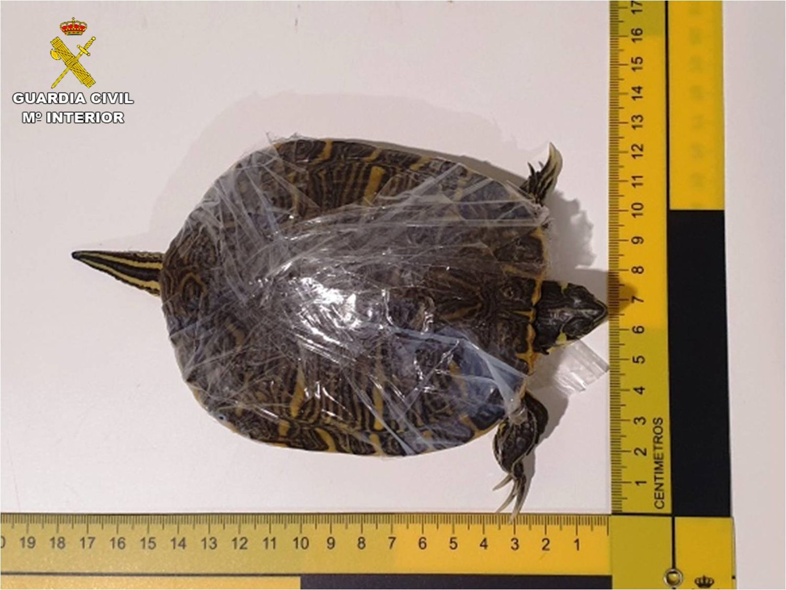 Una de les 46 tortugues trobades a l'equipatge, embolicada en plàstic