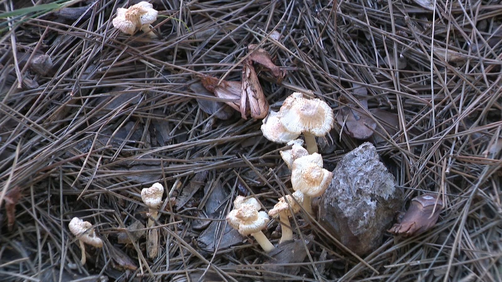 La lepiota brunneoincarnata apareix al pinar del Grau de Castelló