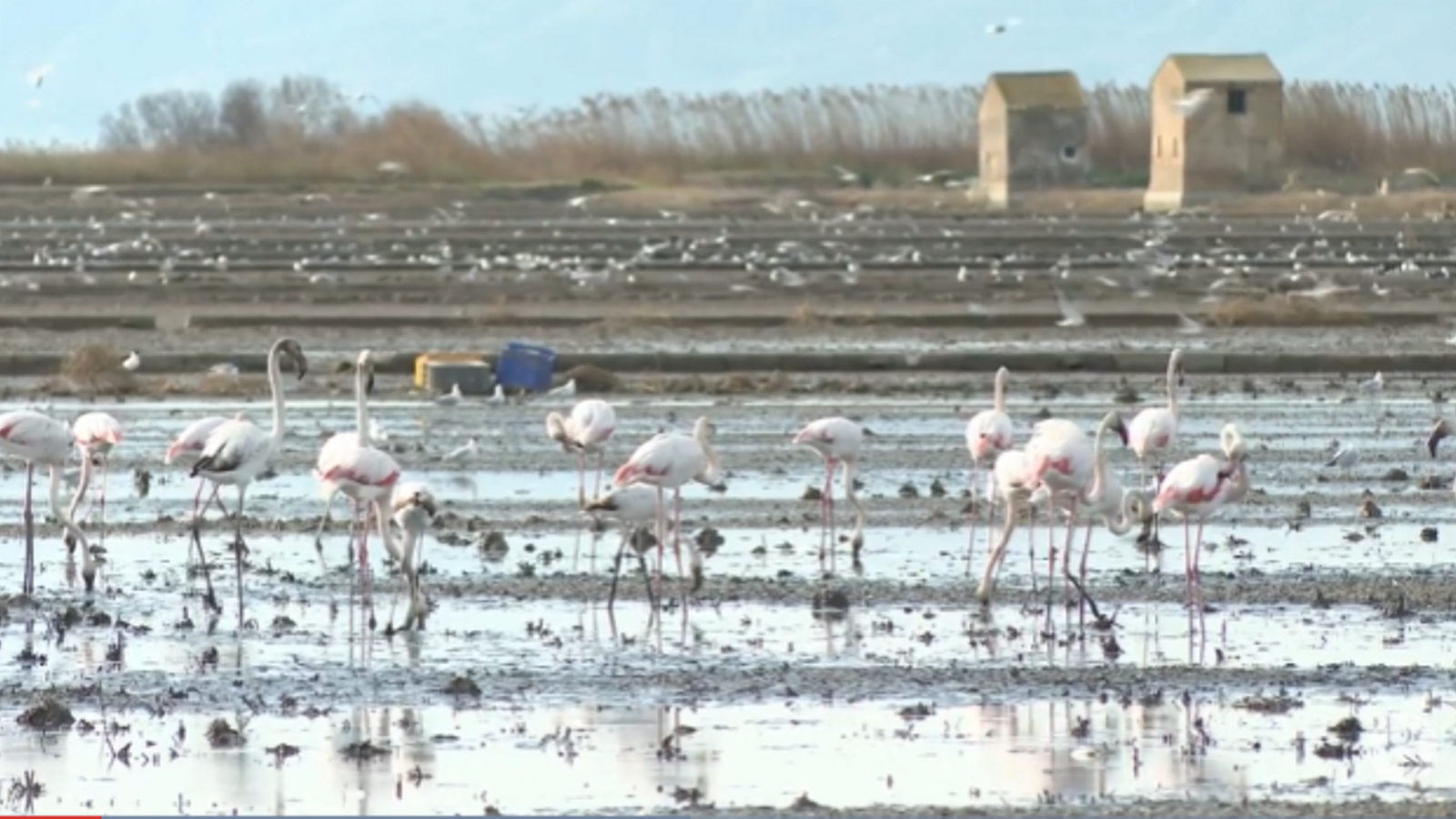 Flamencs a l'Albufera