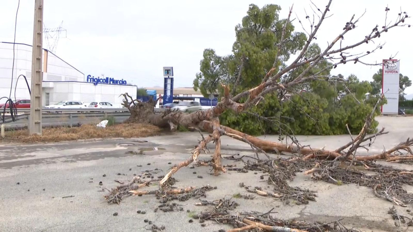 Un arbre caigut a causa dels desperfectes del temporal