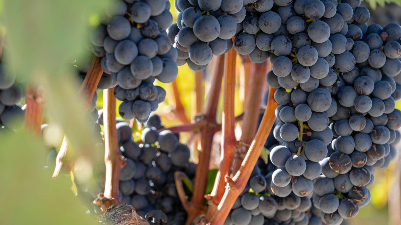 La Conselleria d'Agricultura destina 1,7 milions d'euros a les denominacions d'origen de la Comunitat Valenciana