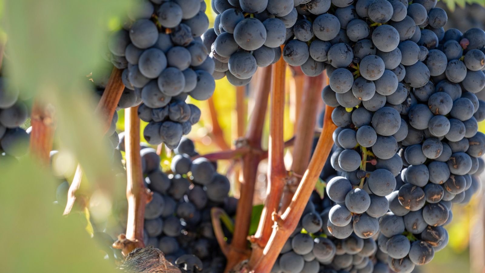 La Conselleria d'Agricultura destina 1,7 milions d'euros a les denominacions d'origen de la Comunitat Valenciana