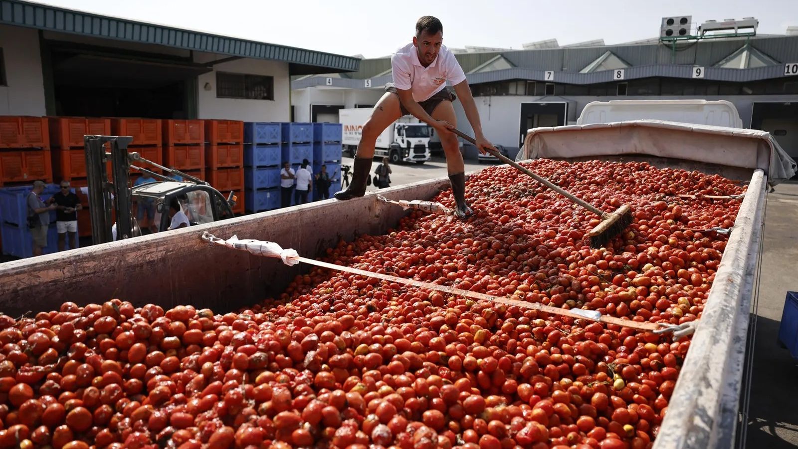 Preparatius per a La Tomatina