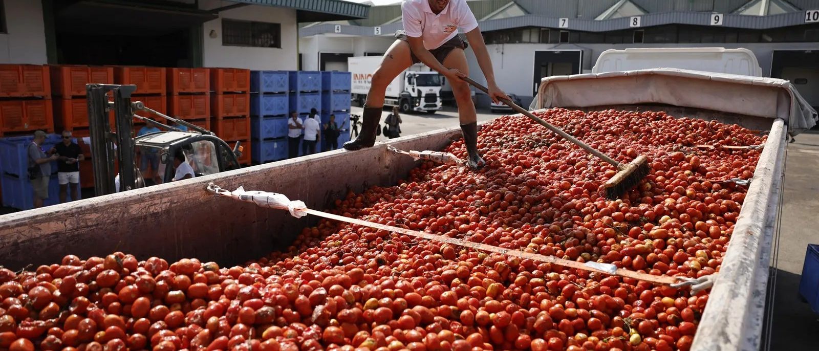 Preparatius per a La Tomatina