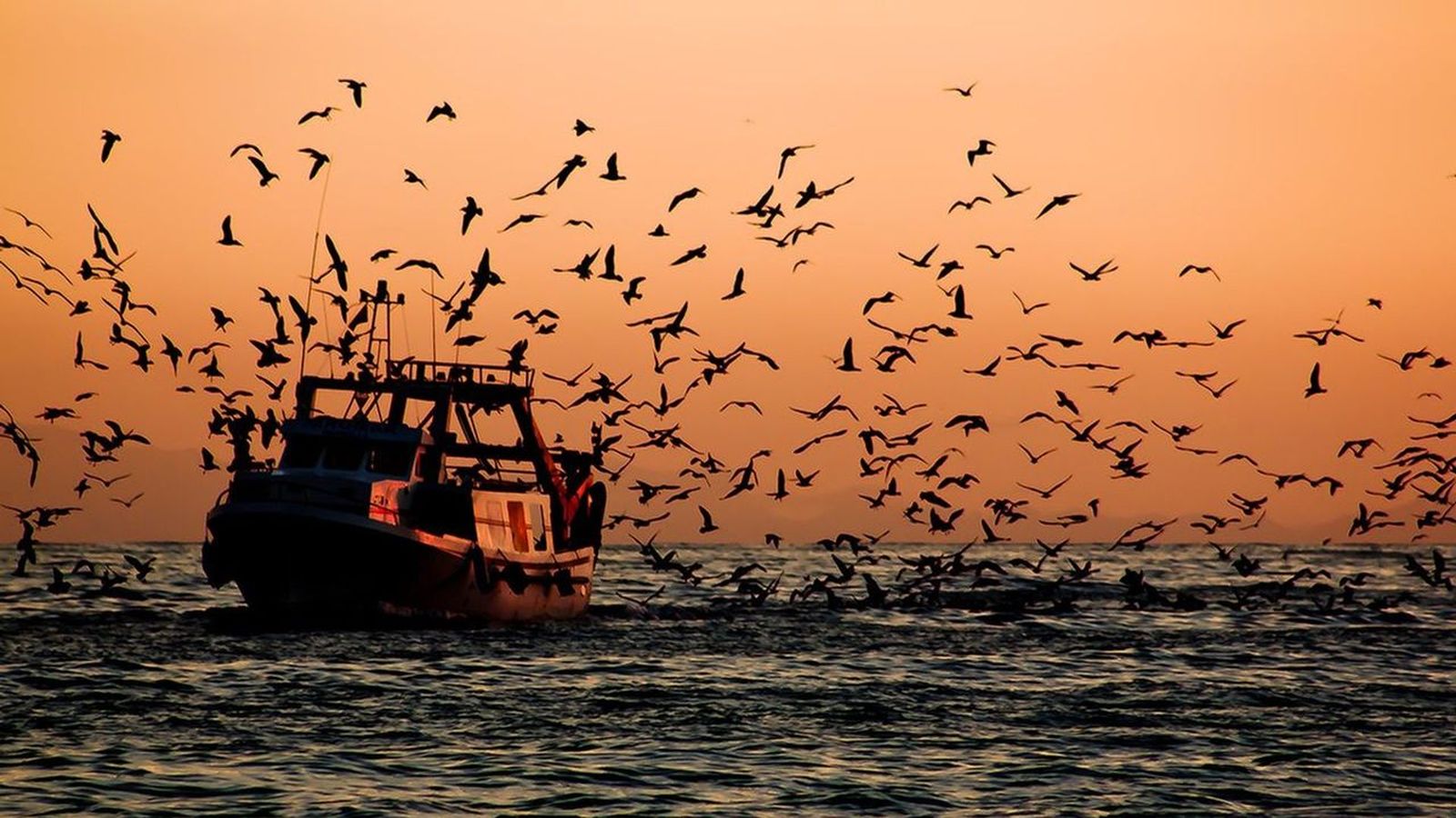 28.01.2019 | La pesca marina