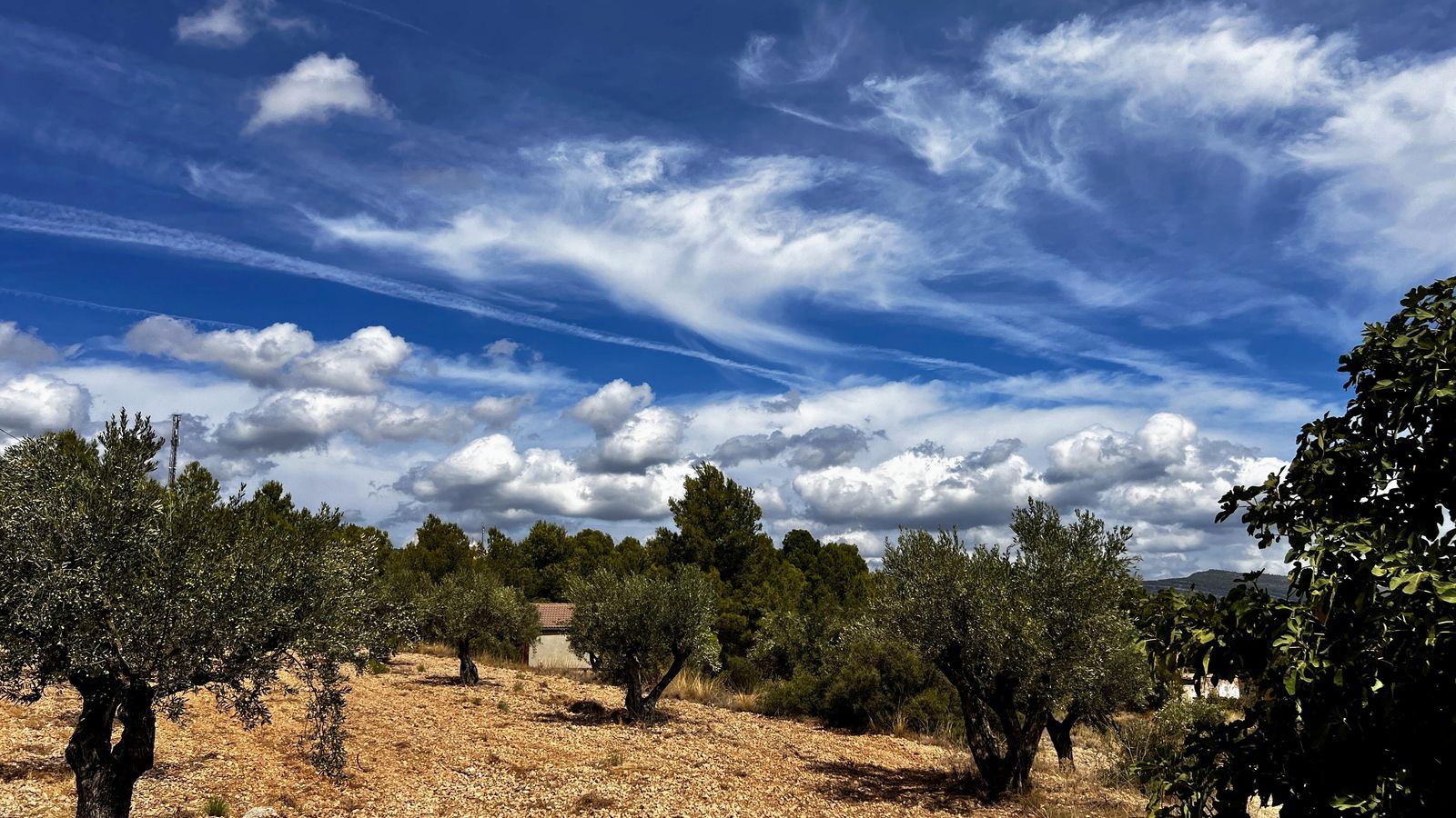 2 VICENT CUENCA, LA FONT DE LA FIGUERA, LA COSTERA