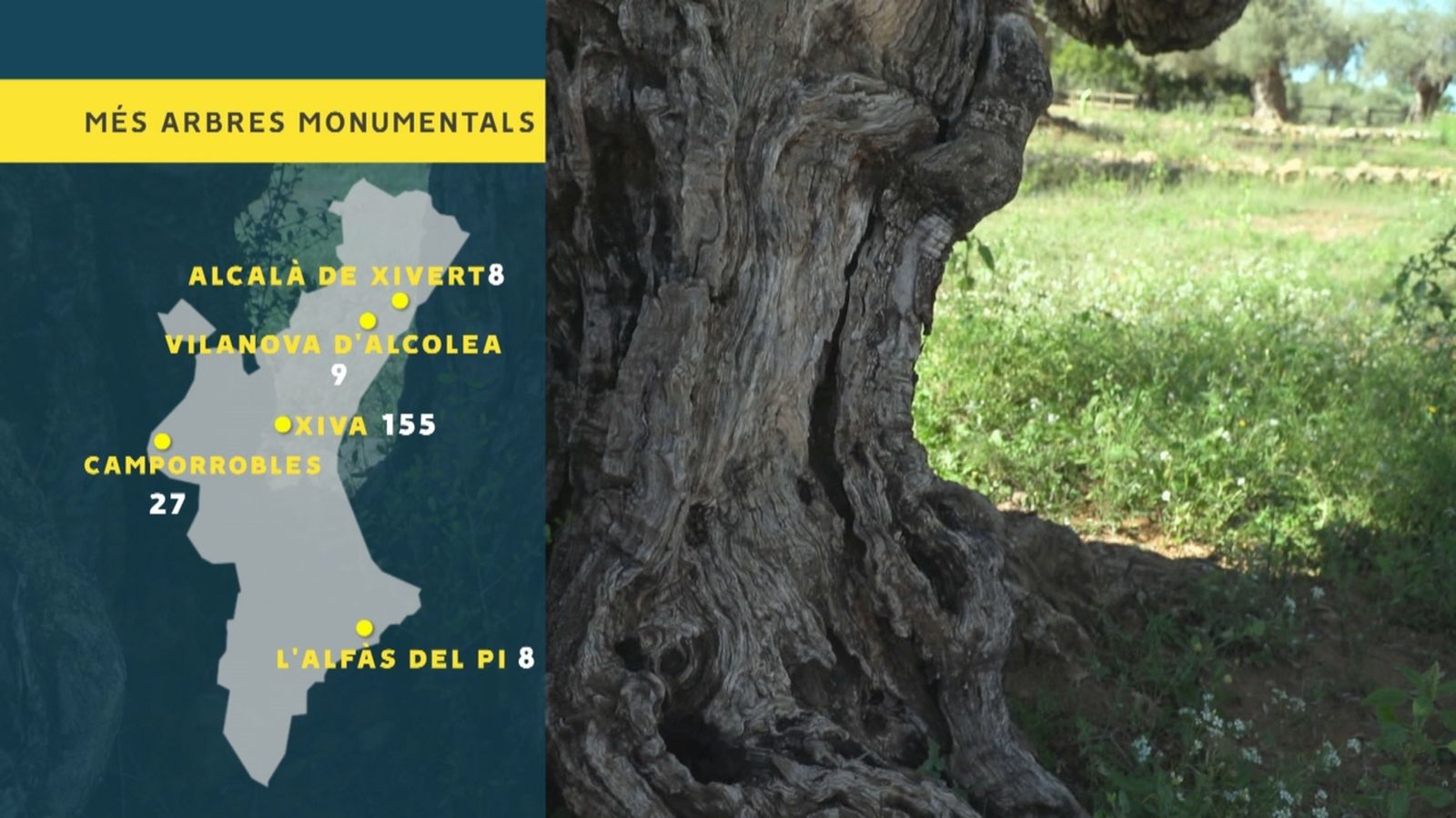 Nou catàleg d'arbres monumentals a la Comunitat Valenciana