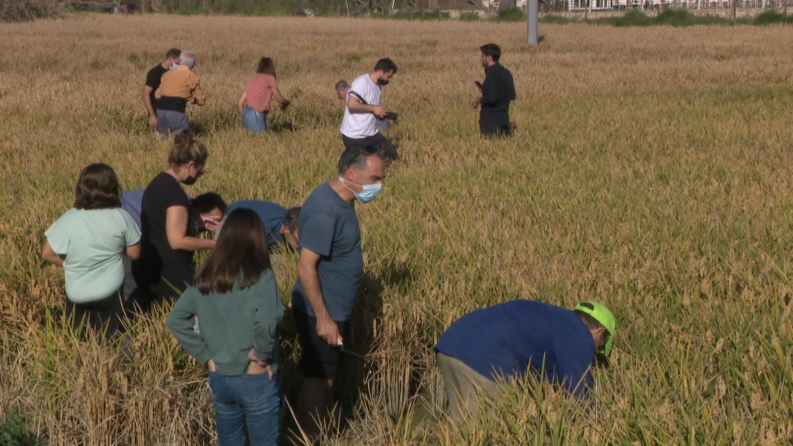 Arrossers per un dia a la zona del Palmar