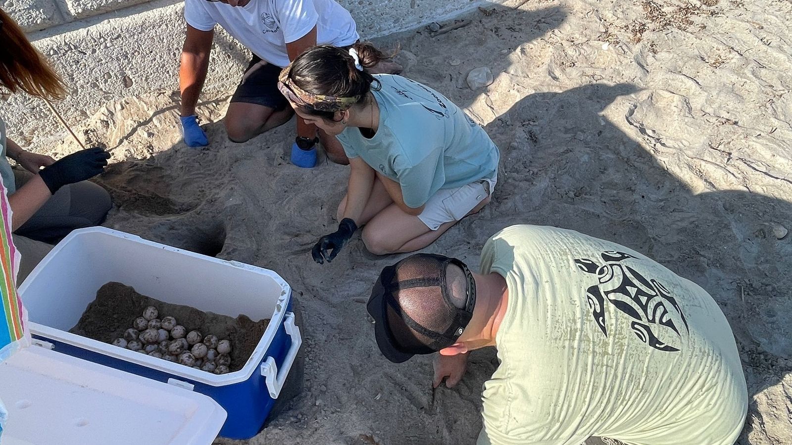 Segon niu de la tortuga babaua de la temporada a les platges valencianes