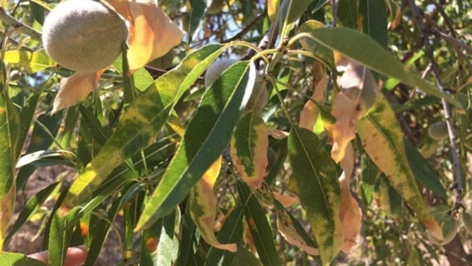 El bacteri s'ha trobat en diversos municipis del Comtat, la Marina Alta i Baixa