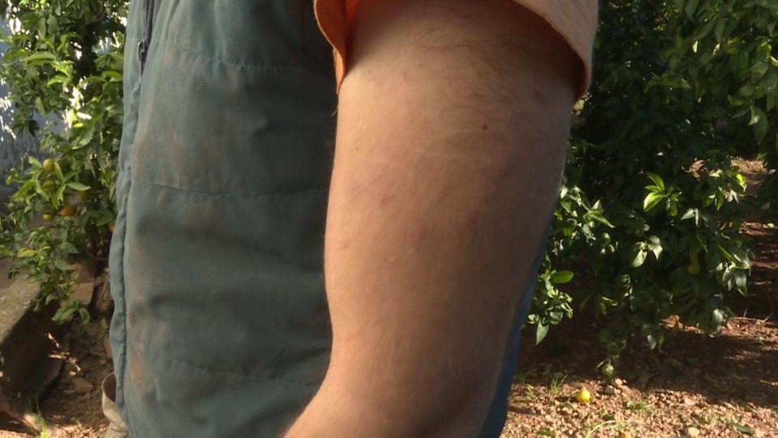 La plaga de mosquits afecta els camps de cítrics i els collidors