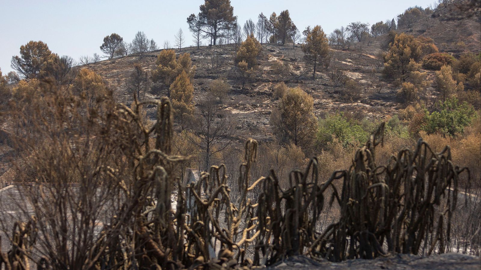 El terreny calcinat per les flames de l'incendi declarat a la Vall d'Uixó