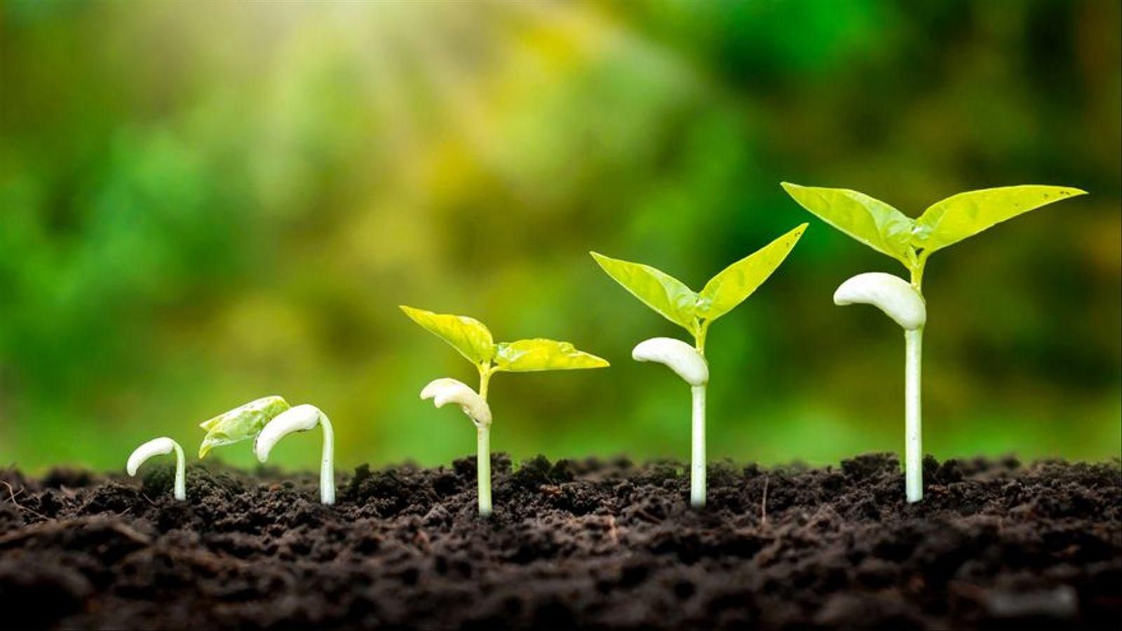 Plantes cultivades creixen en un tram de terra