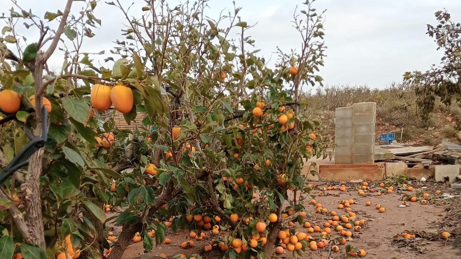 Taronges fetes malbé pel temporal