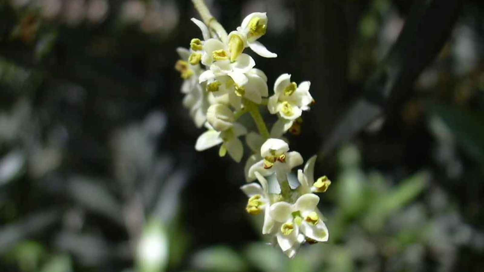 La pujada de les temperatures ha fet que els nivells de pol·len augmenten.