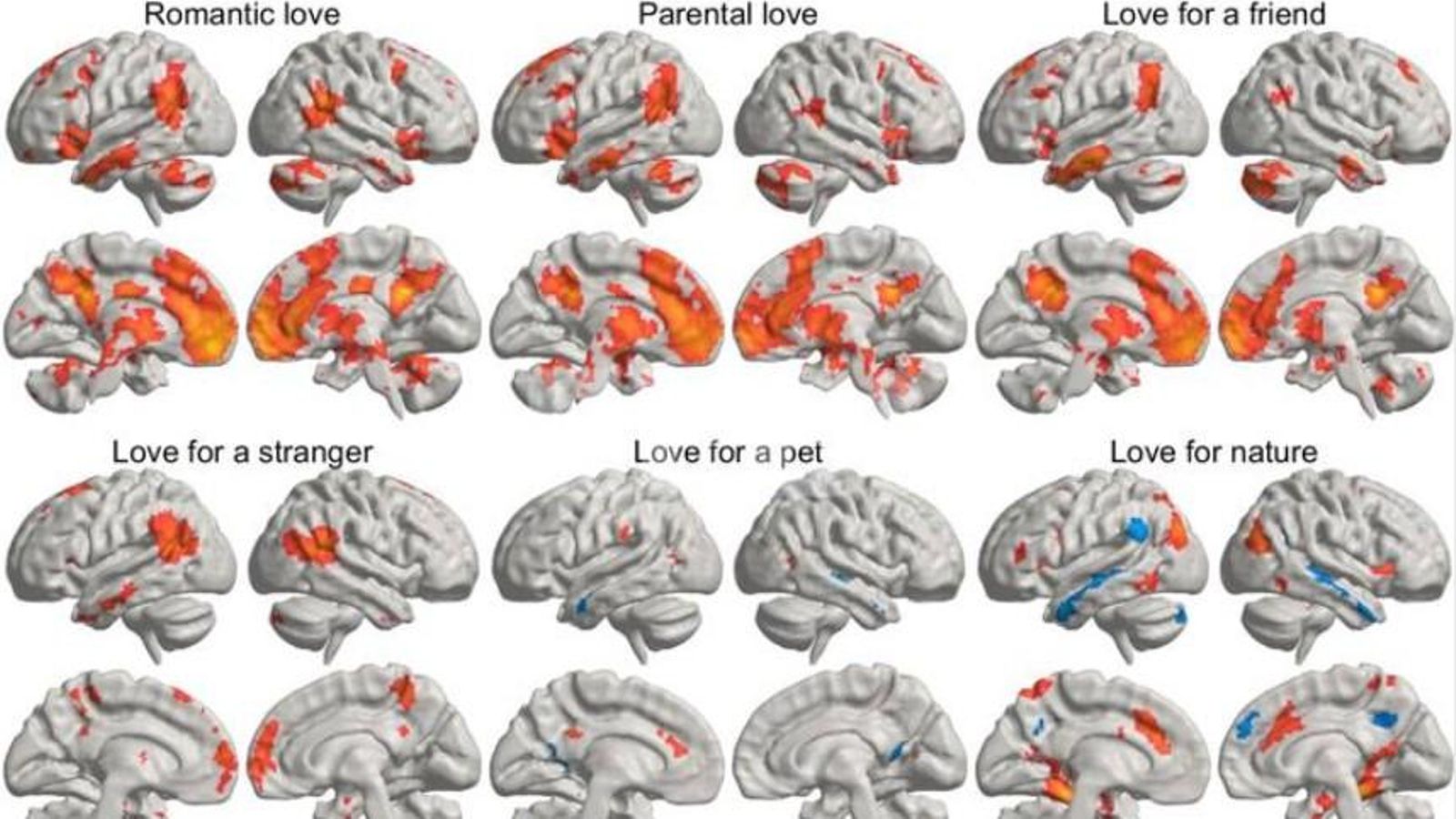 La imatge representa com els diferents tipus d'amor "il·luminen" diferents regions del cervell