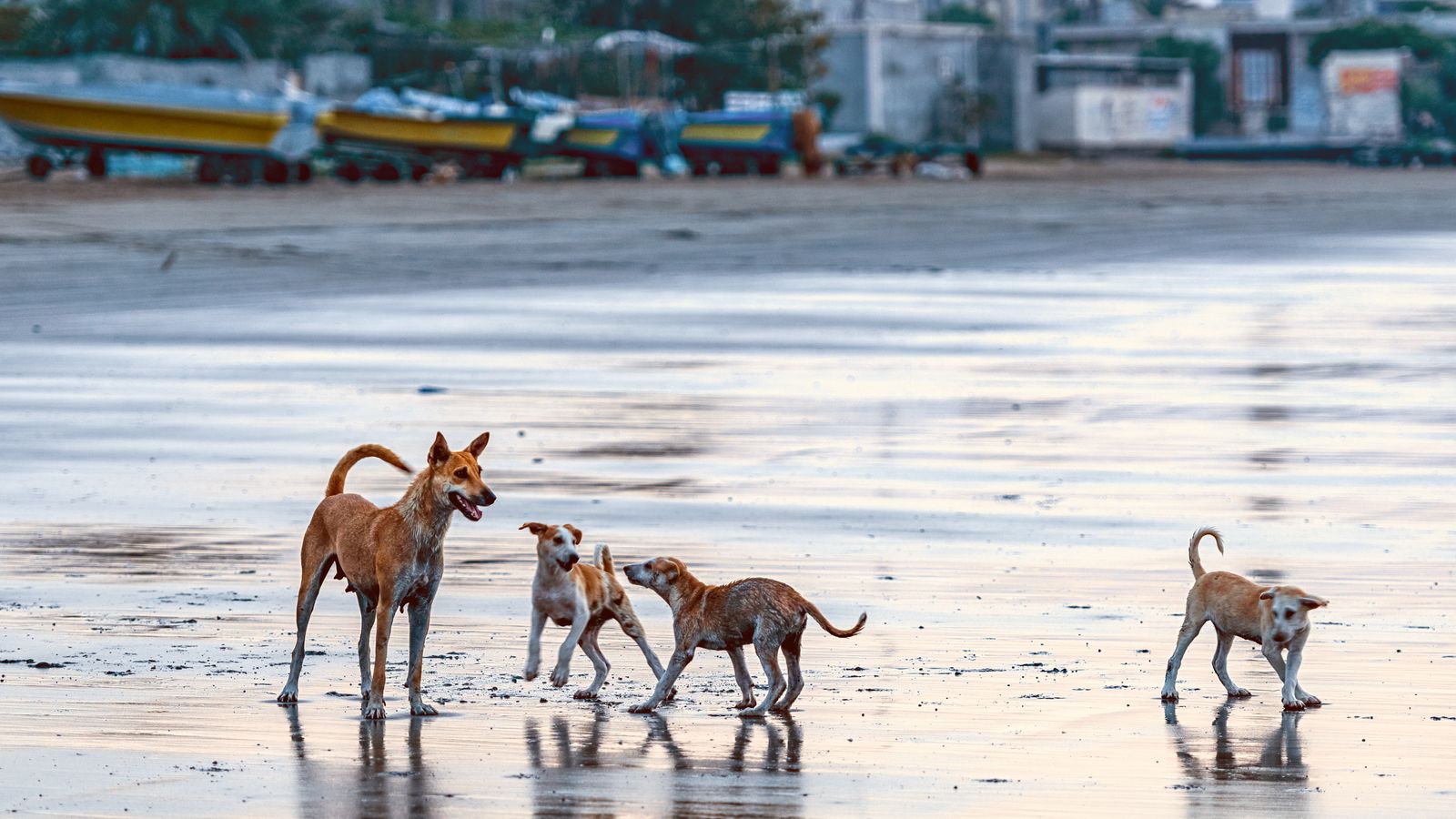 Un grup de gossos al carrer a Iran