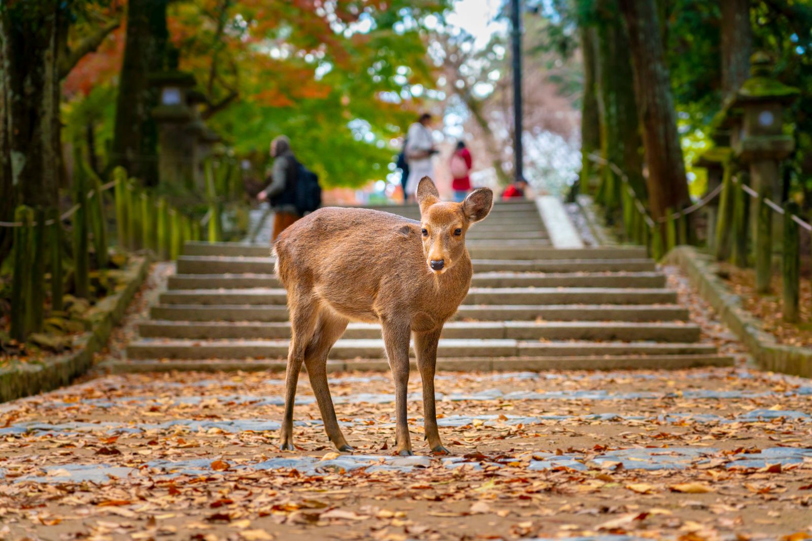 Un cérvol sika al parc de Nara