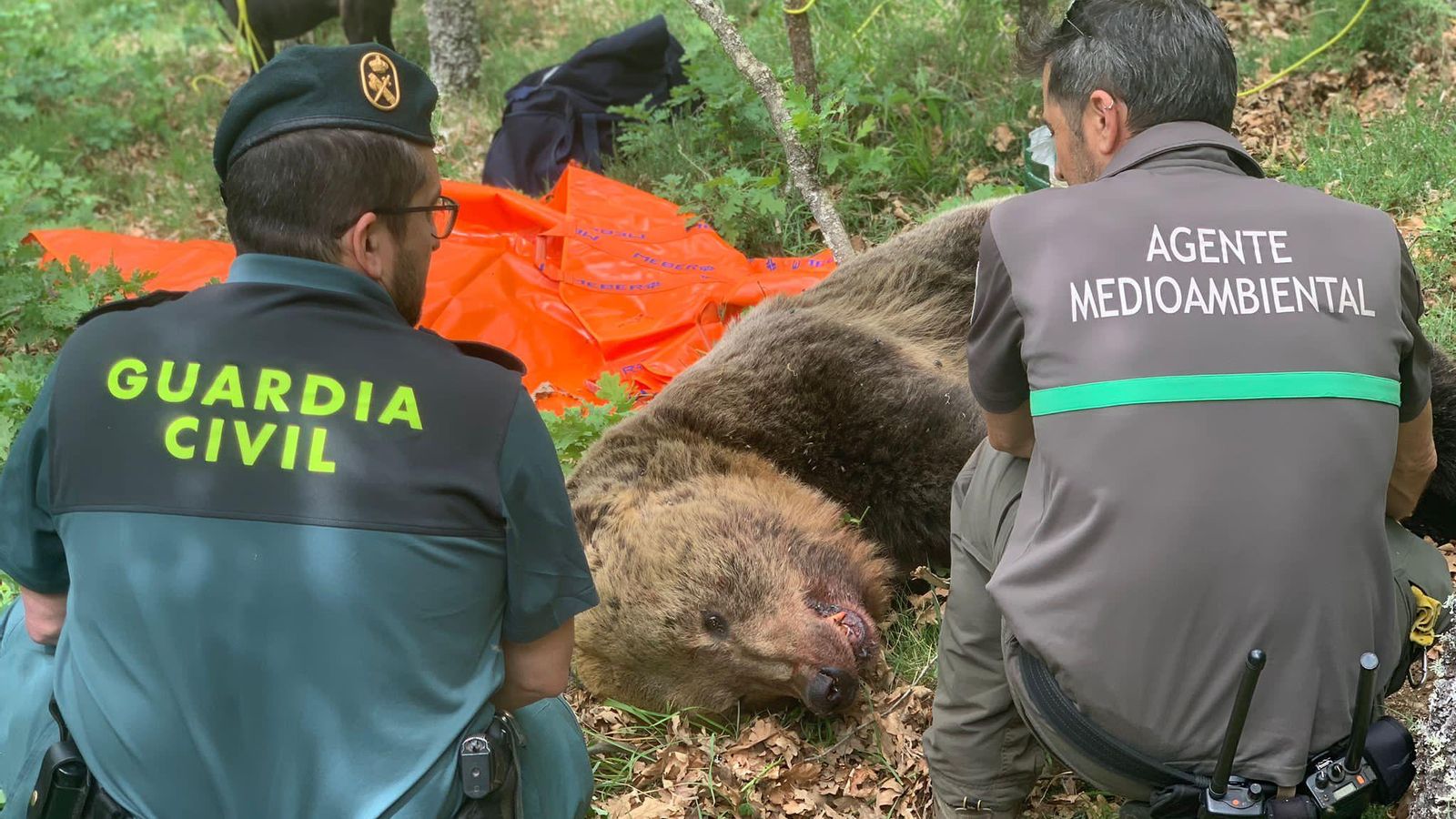 Hores després el dispositiu de recerca ha trobat l'os bru mort