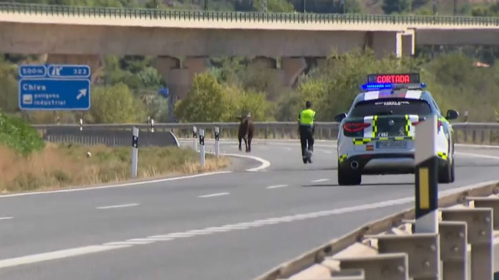 Un dels bous solts per la A3