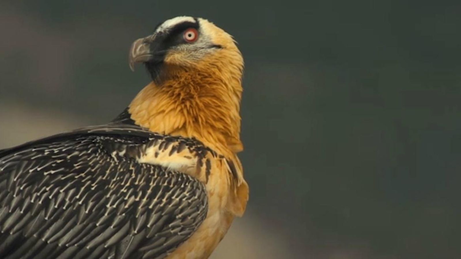 El trencalòs és una espècie de vòltor en perill d'extinció