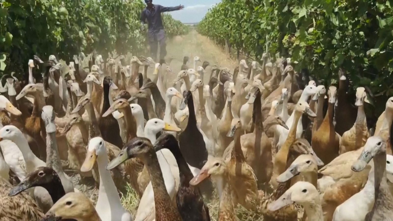 Els ànecs, en les imatges, ajuden a mantindre el terreny sense l'ús de pesticides