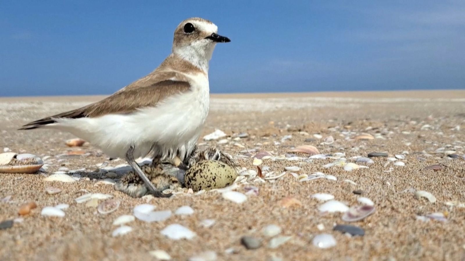 Un corriol camanegre amb dos pollets i un ou