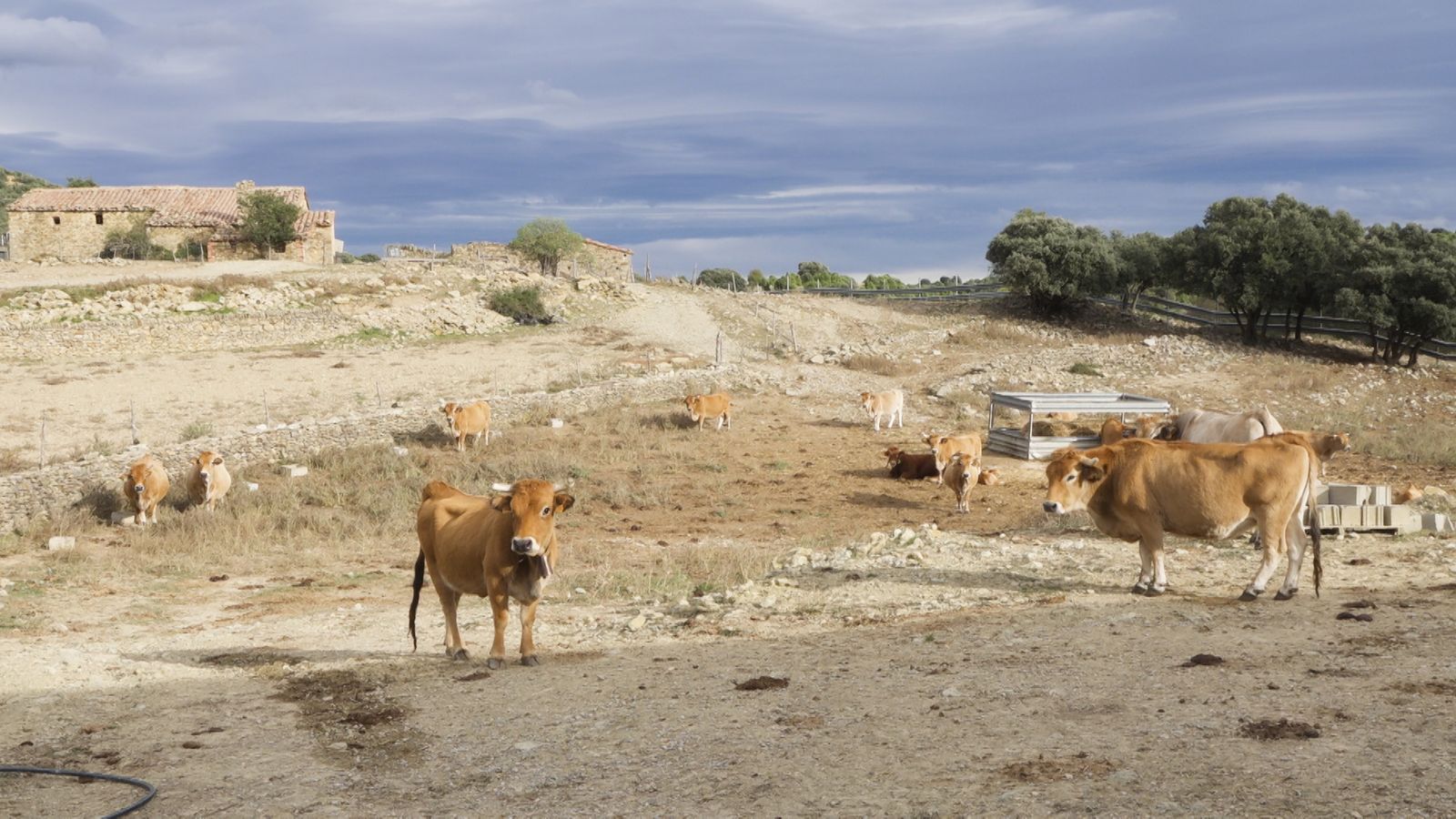 Animalades | Atenció en família