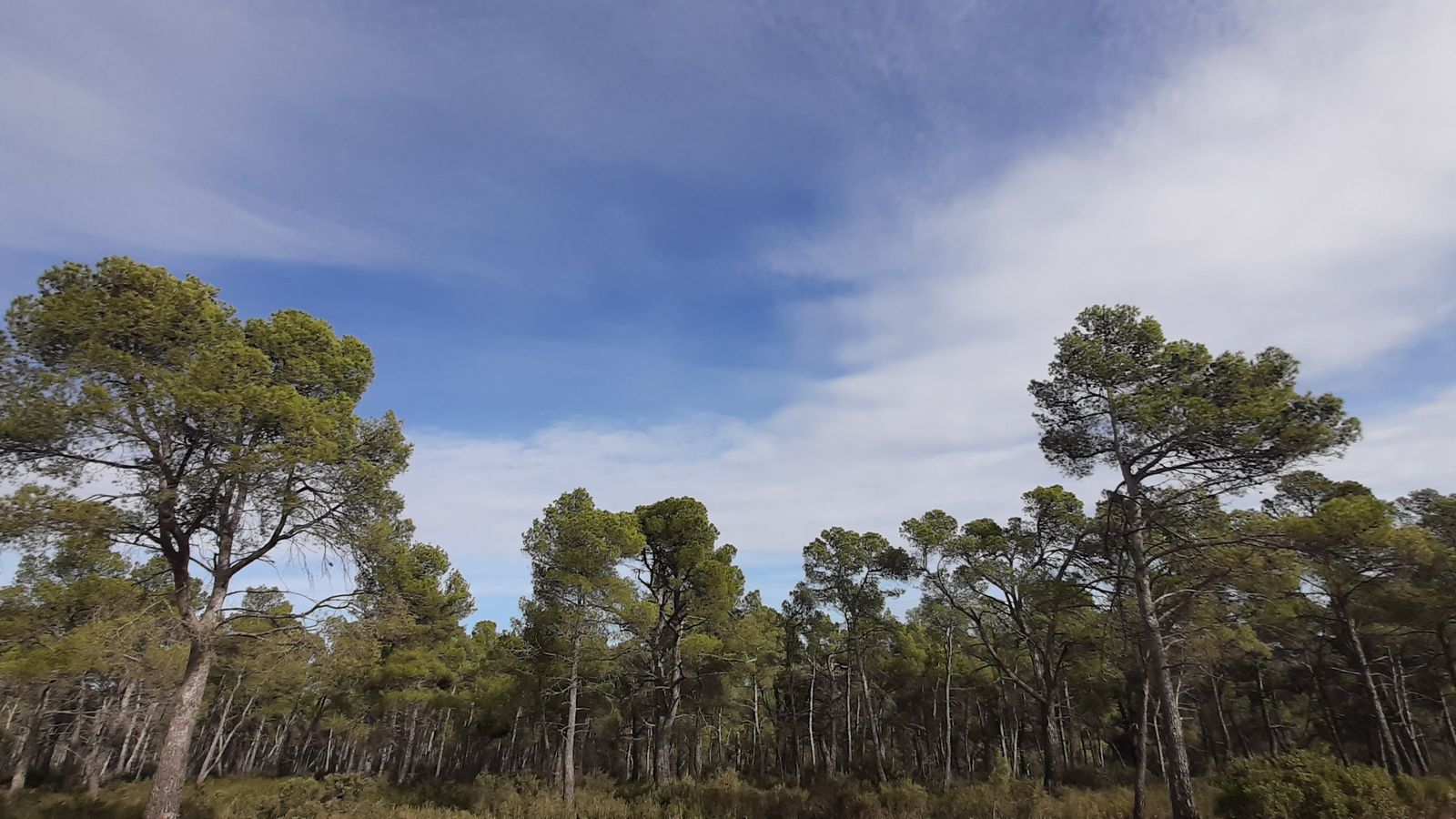 XAVIER ANDUIX ÉNGUERA