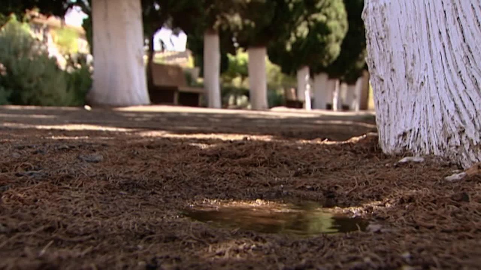 Capítol 178: Adeu, Colometa