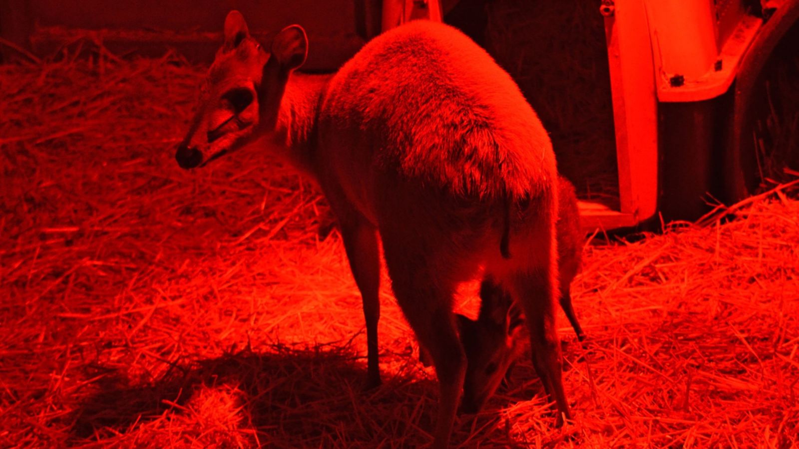 S’ha instal·lat un llum especial de calor per a garantir el benestar dels animals