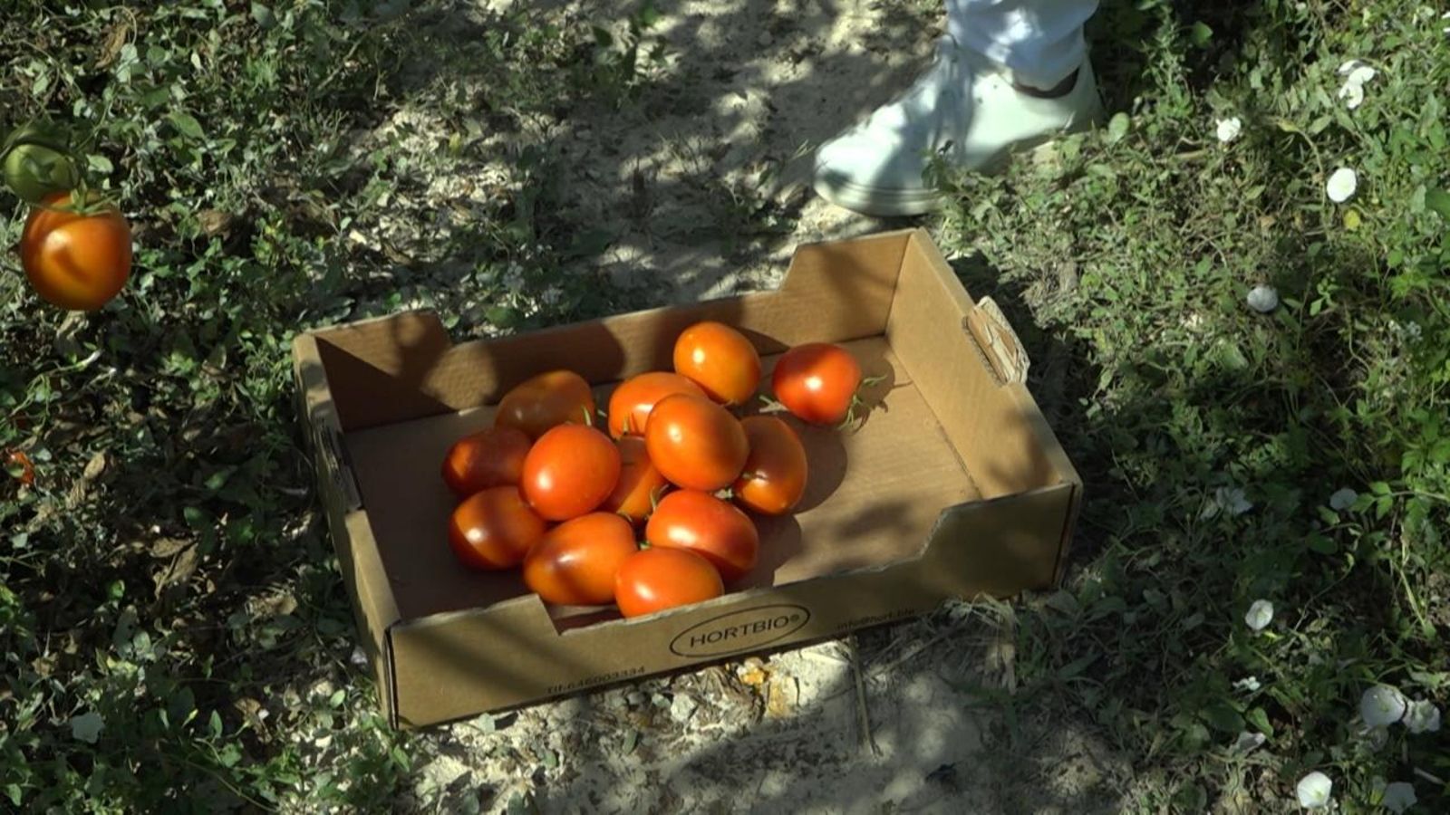 Tomaques cultivades a la Vall d'Albaida per a la Tomatina