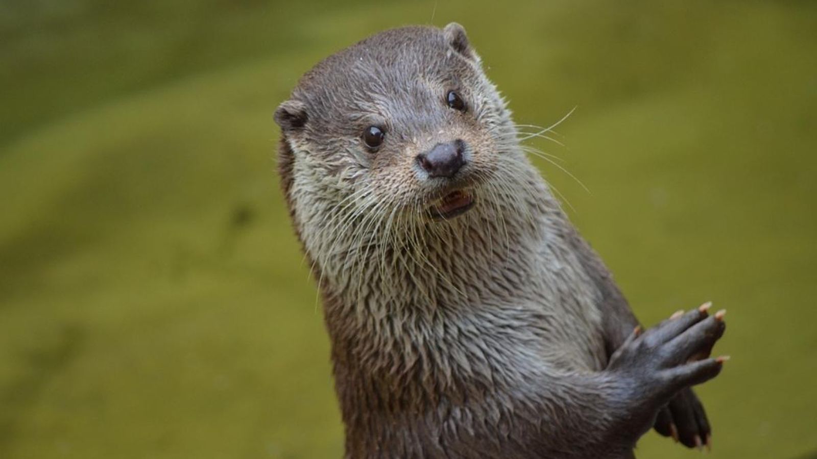 Les llúdries van estar prop de desaparéixer dels rius durant la segona meitat del segle XX