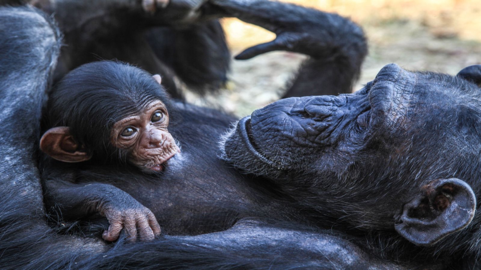 08.04.2019 | Intel·ligència animal