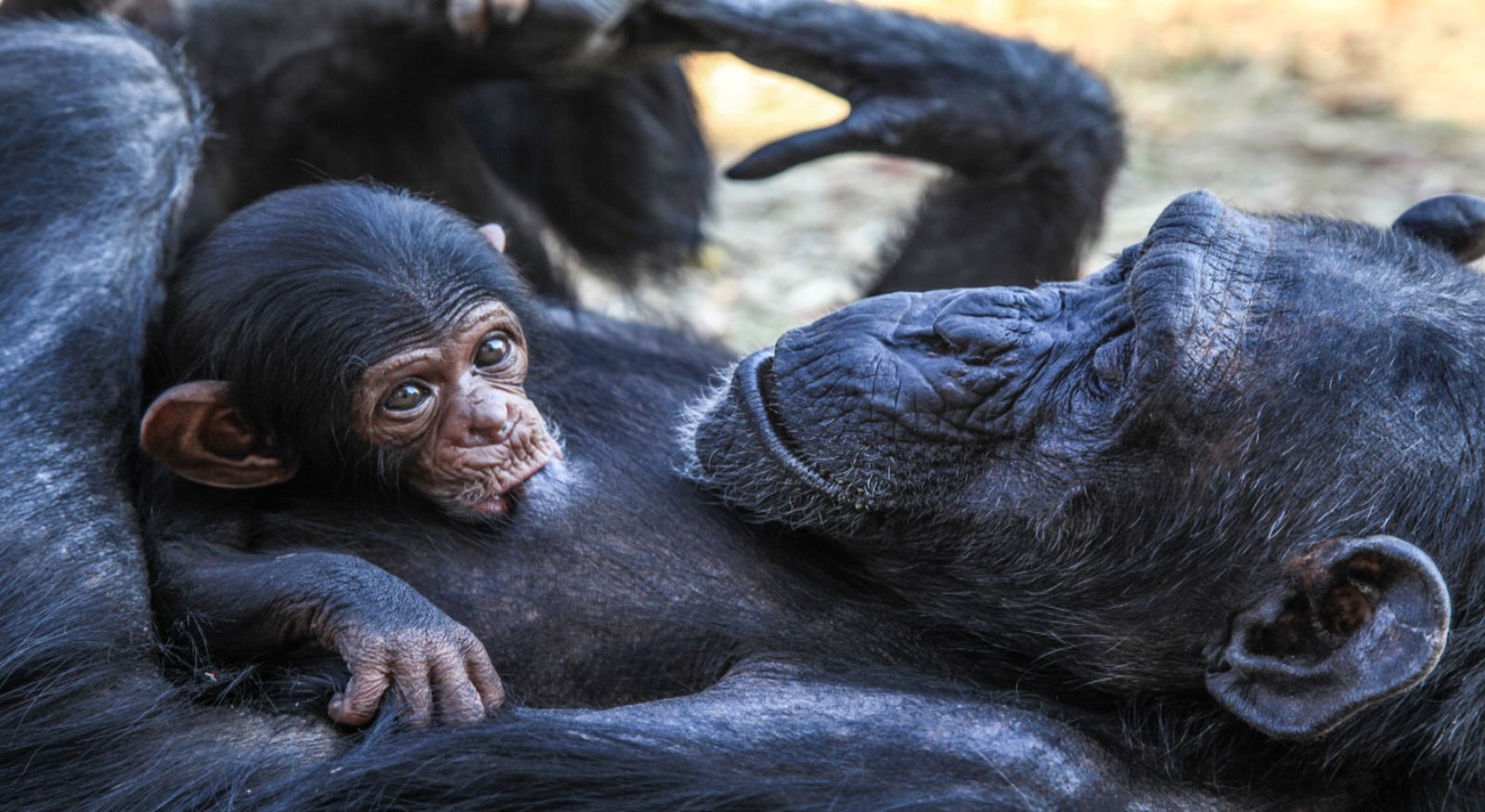 08.04.2019 | Intel·ligència animal