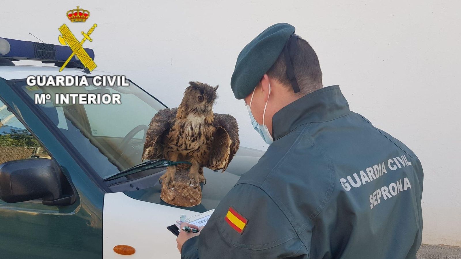 Imatge del mussol intervingut