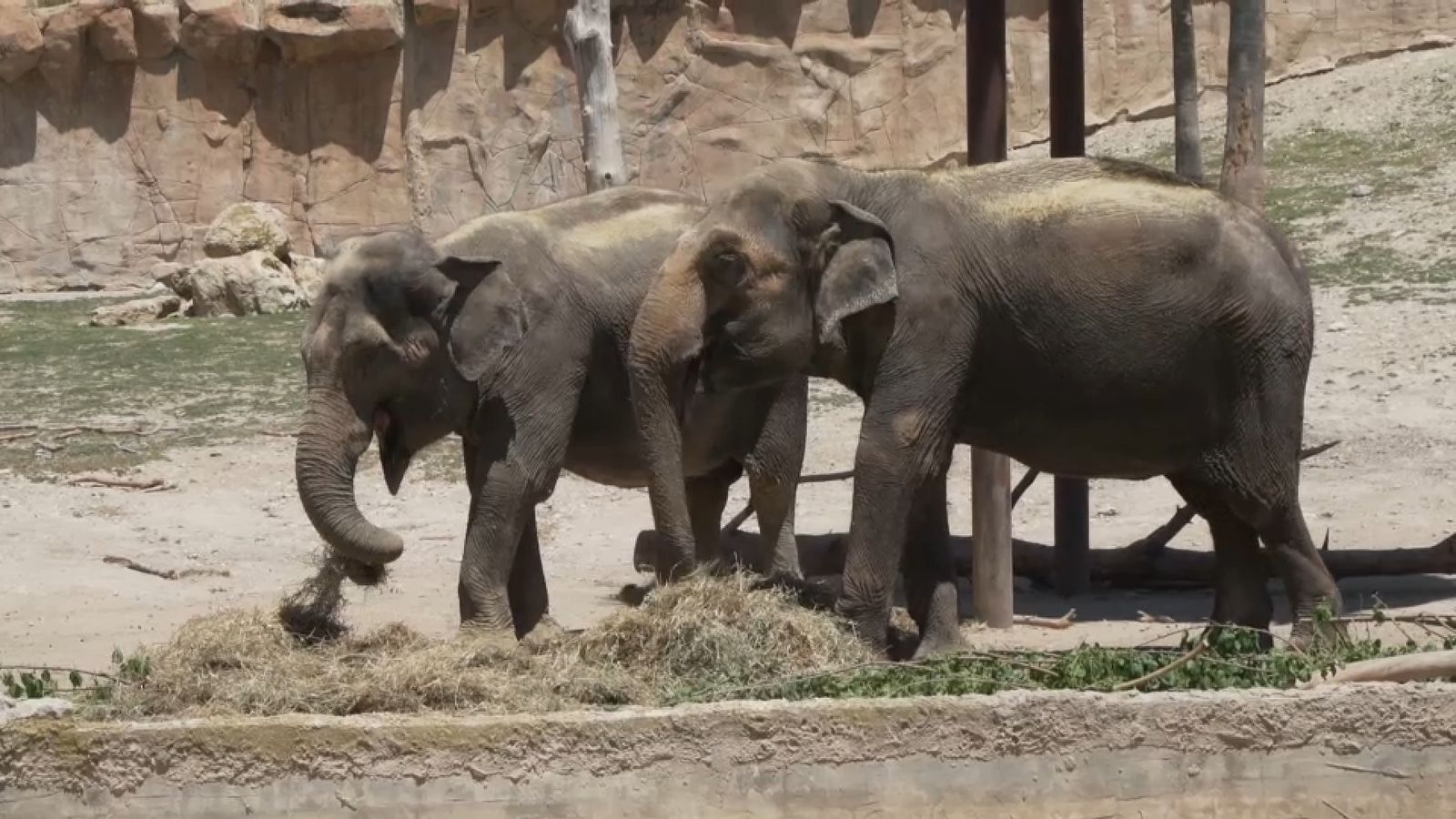 19.06.2022 | Animalades, un món bestial