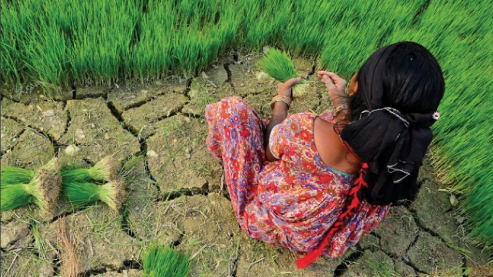 L'agricultura mundial podria perdre un 30% del seu rendiment pel canvi climàtic