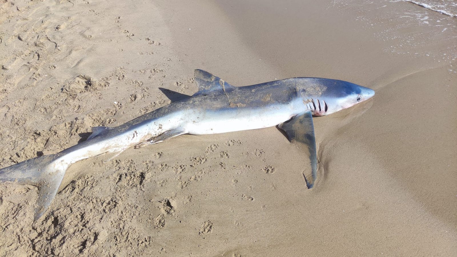 El taurò de dos metres, trobat a la platja Romana