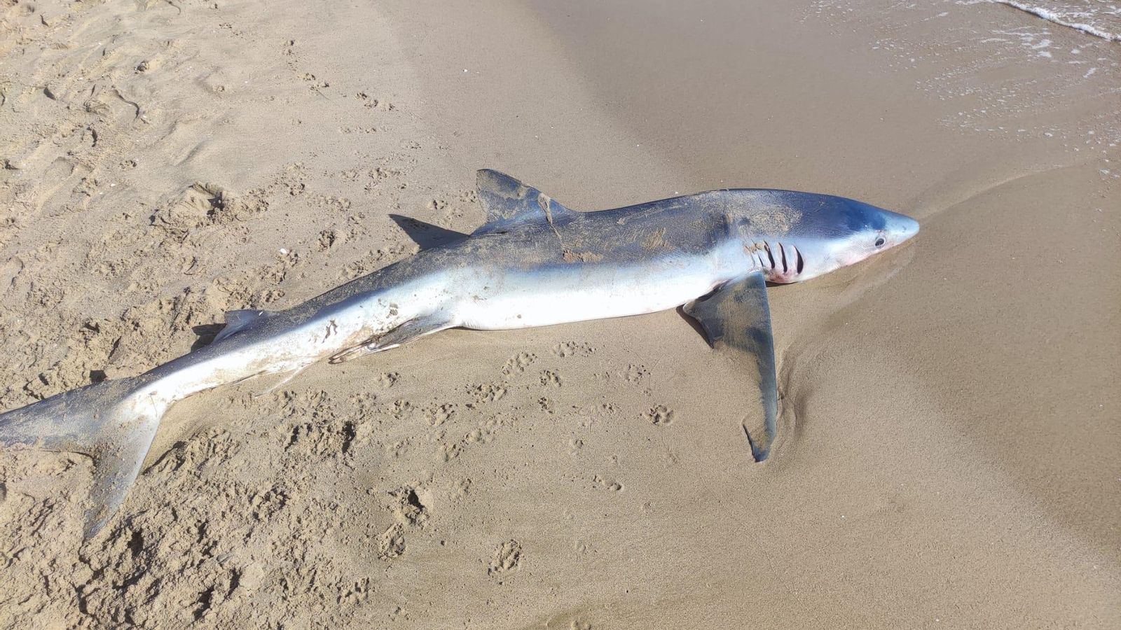 El taurò de dos metres, trobat a la platja Romana