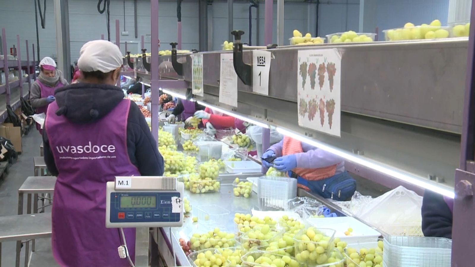 Preocupació per la pujada de primes de les assegurances del raïm de taula