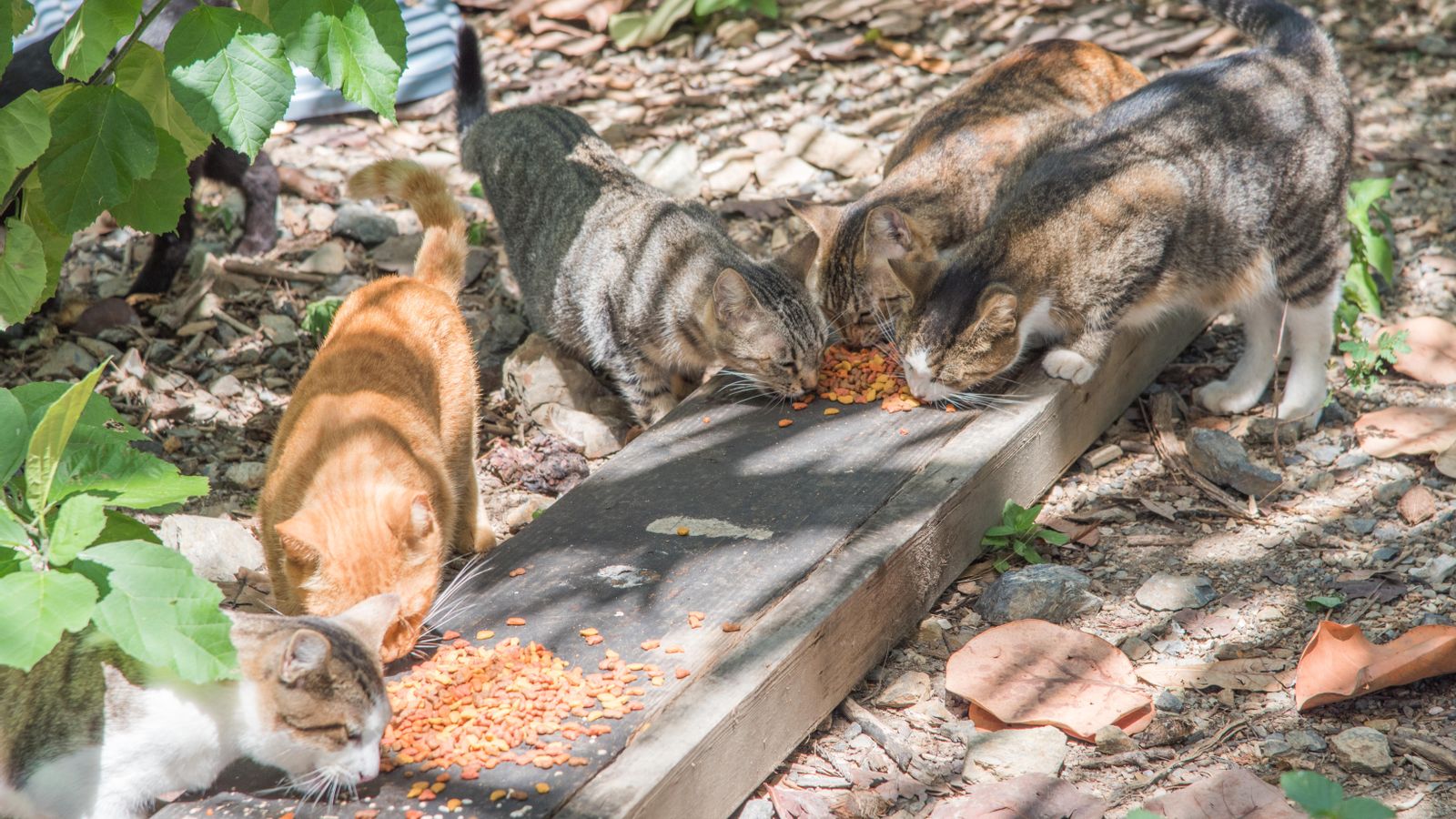 Imatge d'arxiu d'una colònia felina Imatge d'arxiu d'una colònia felina