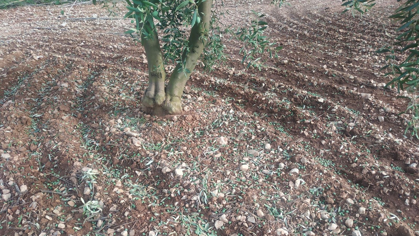 Pedregada al Baix Maestrat