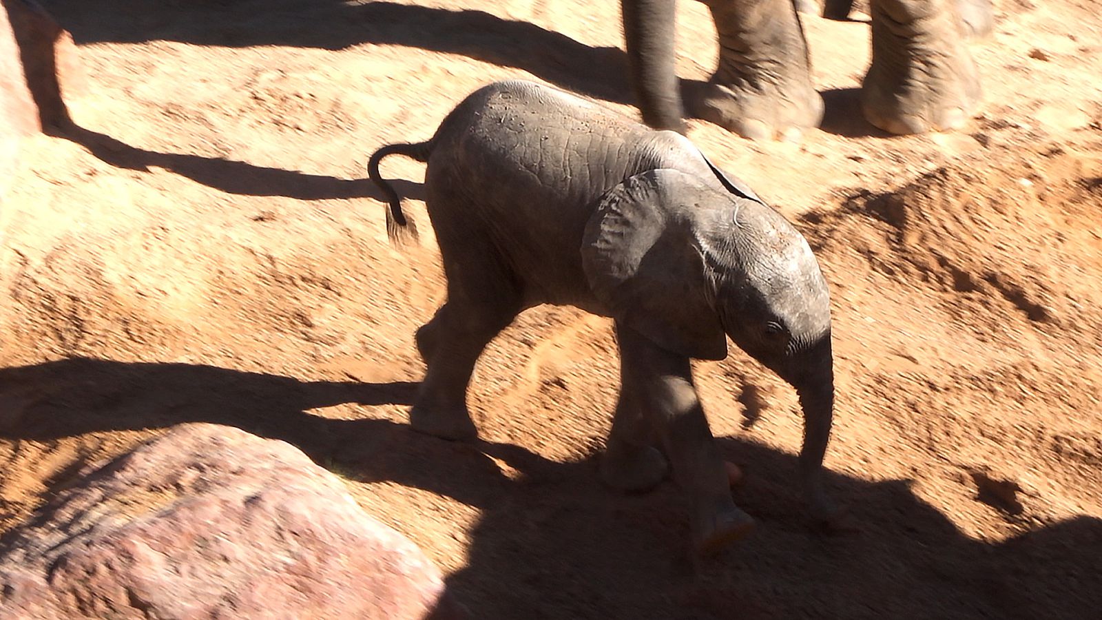Animalades | Nou any, nova vida