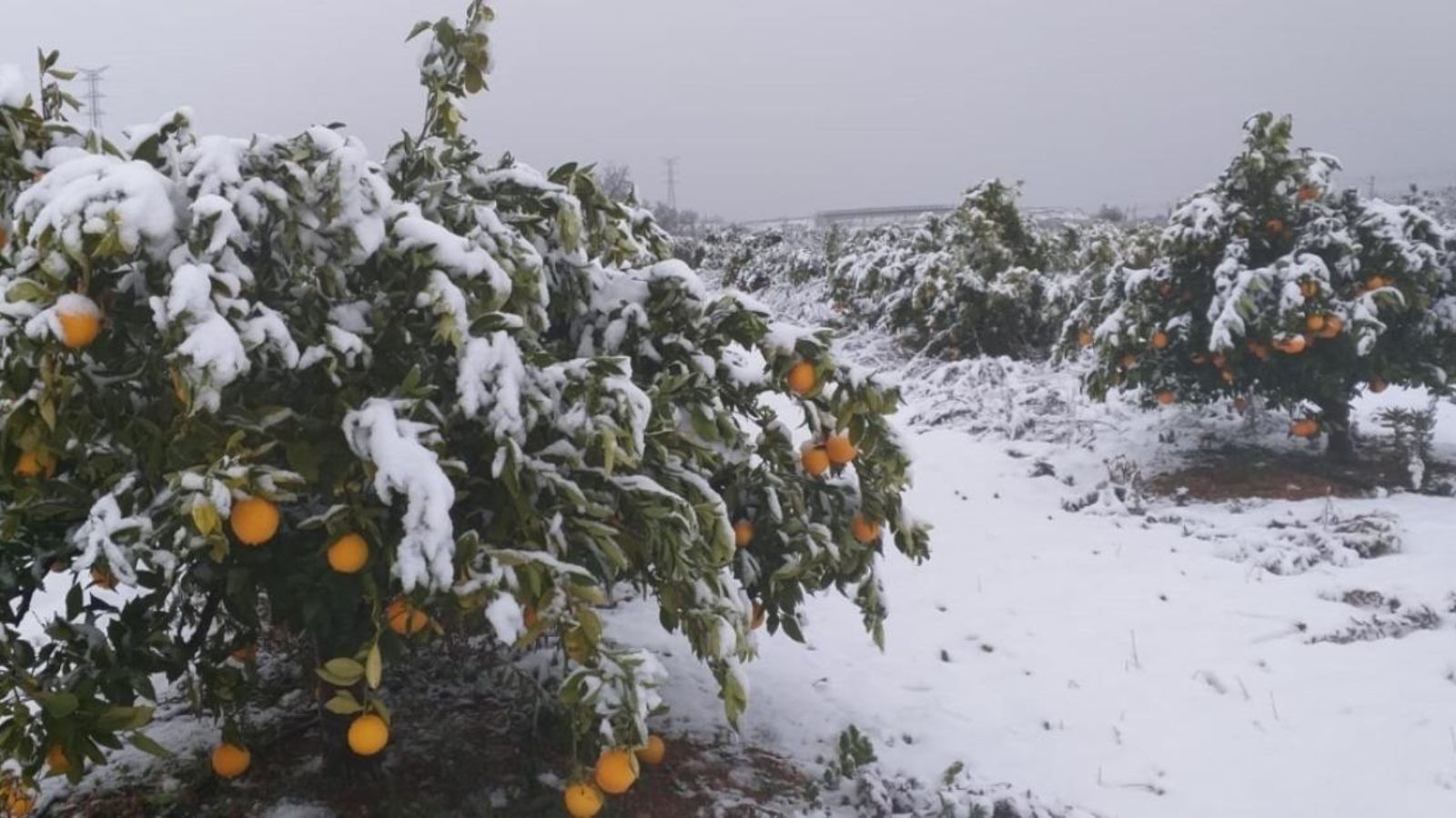 Camps de tarongers nevats