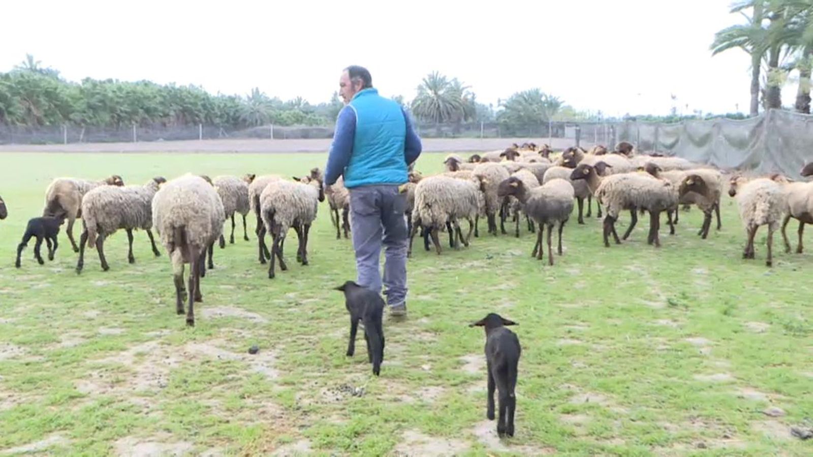 Imatge d'arxiu d'un ramat d'ovella guirra