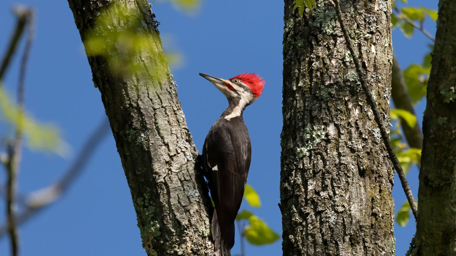 El picot de bec d'ivori, en una imatge d'arxiu