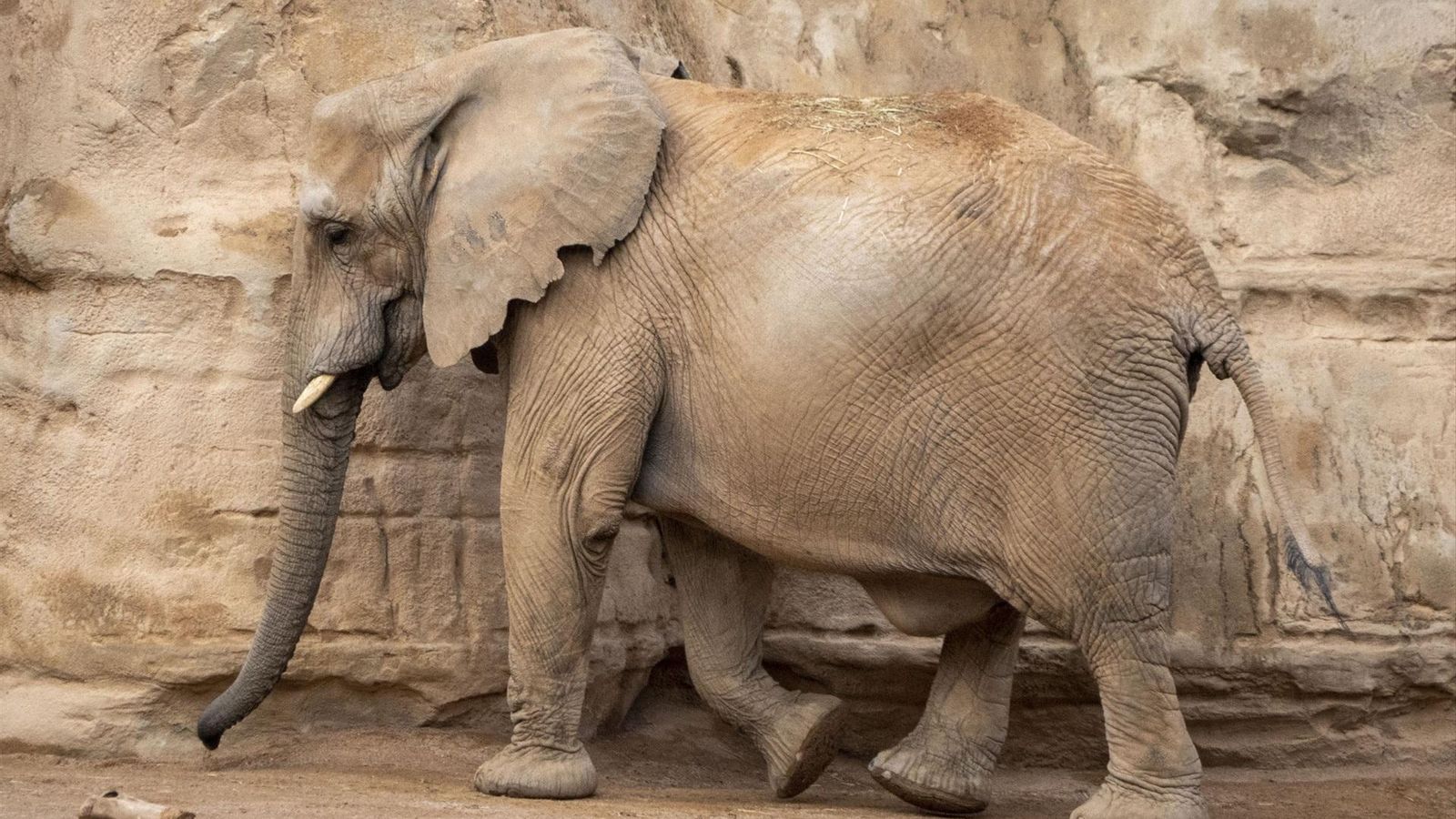 Com és un part d'elefant?