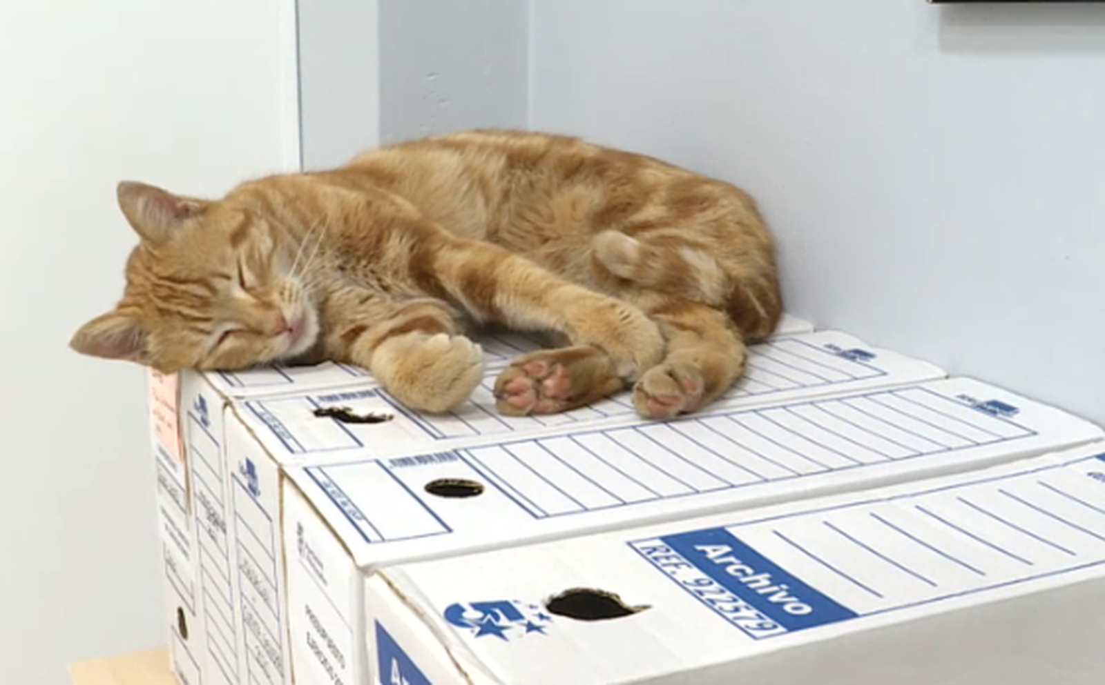 Al gat Ramon els expedients municipals li provoquen son