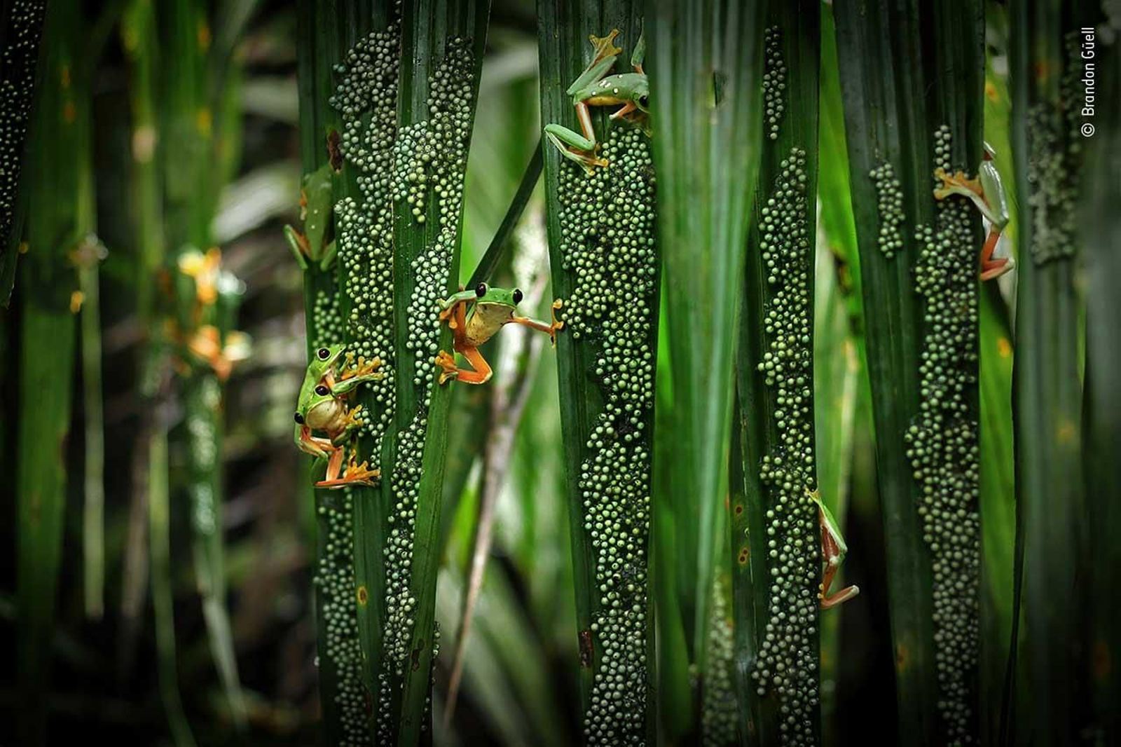 Festa en la piscina de les granotes / Brandon Güell